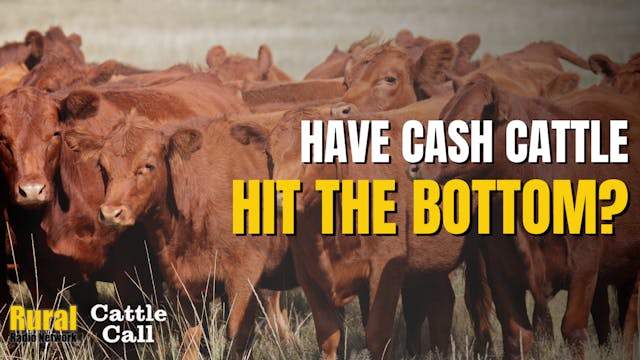 Is the Bottom in the Cash? | Cattle Call