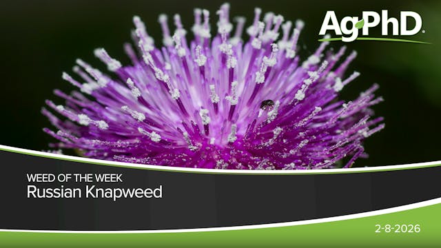 Russian Knapweed | Ag PhD