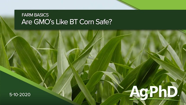 Are GMOs Like Bt Corn Safe? | Ag PhD
