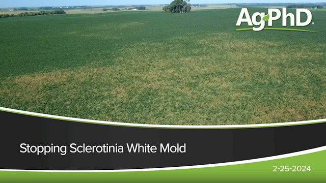 Stopping Sclerotinia White Mold | Ag PhD