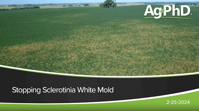 Stopping Sclerotinia White Mold | Ag PhD