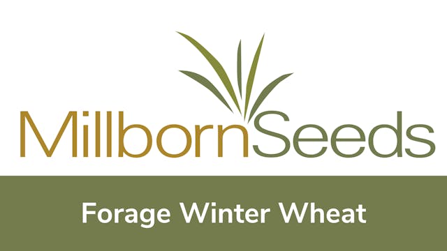 Millborn Seeds - Forage Winter Wheat