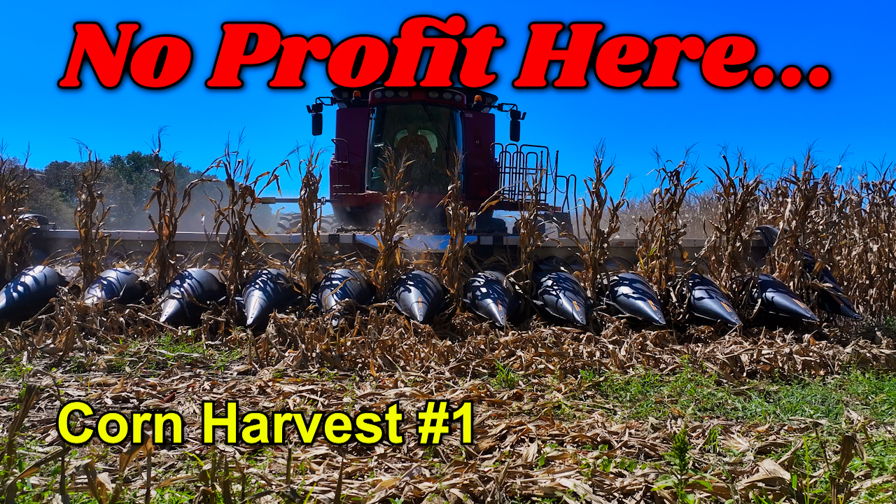 Gonna Be A Lot Of Red Ink This Year... | Corn Harvest | Griggs Farms