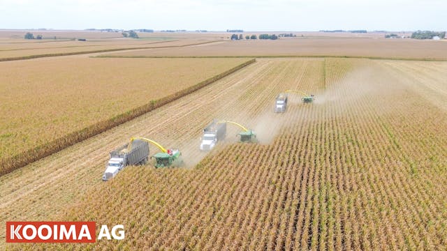 Dominoni 12 Row Folding Corn Head | K...