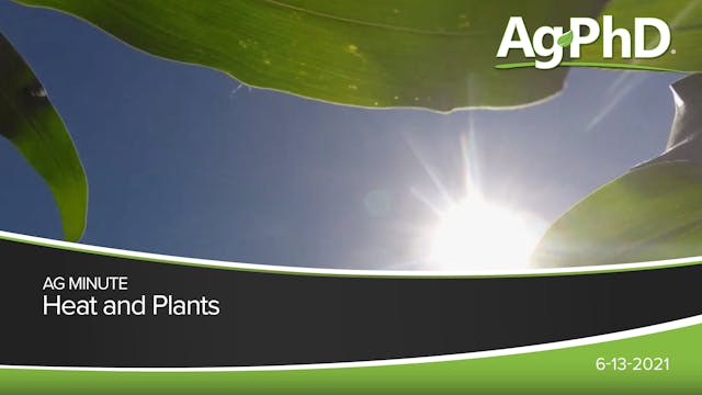 Heat and Plants | Ag PhD