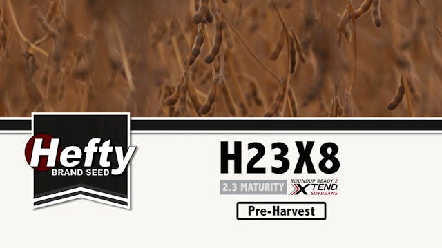 Hefty Brand Soybeans - H23X8 at Pre-H...