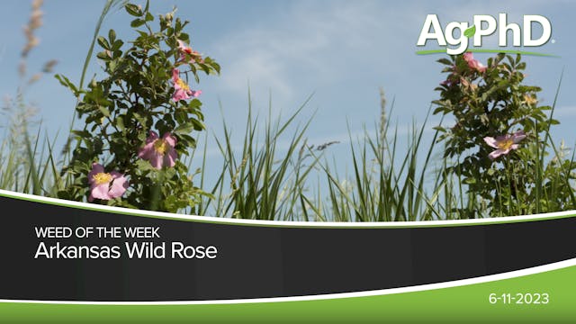 Arkansas Wild Rose | Ag PhD