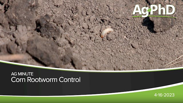 Corn Rootworm Control