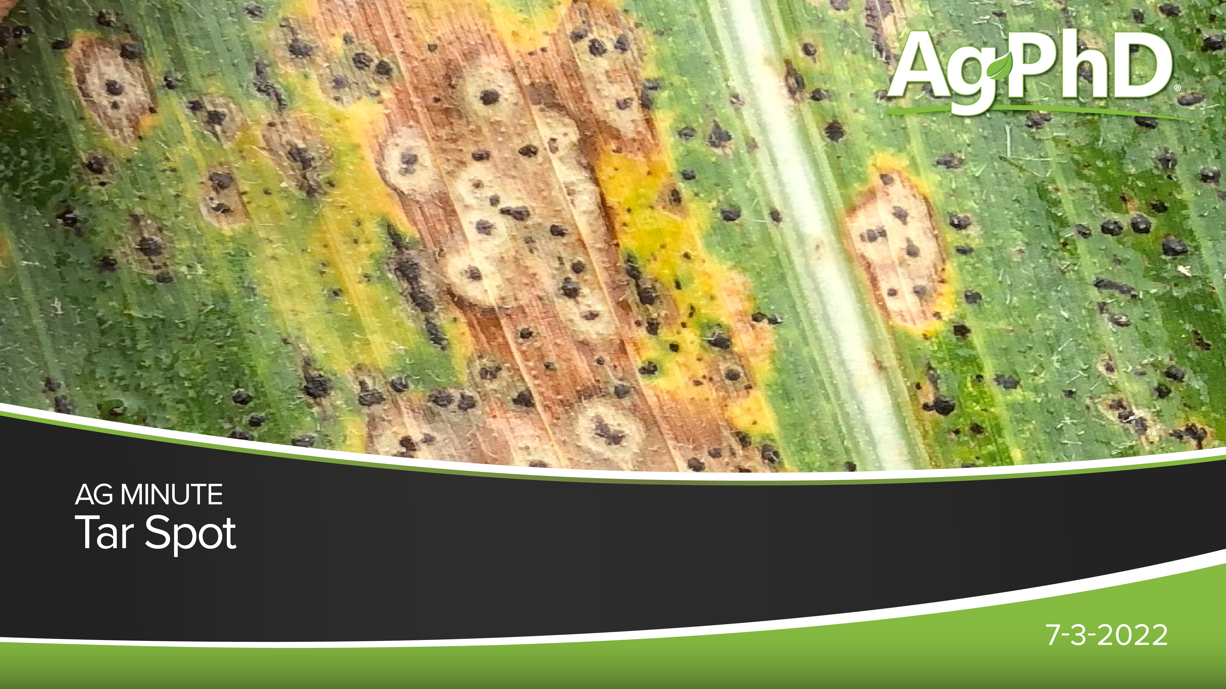 Tar Spot | Ag PhD