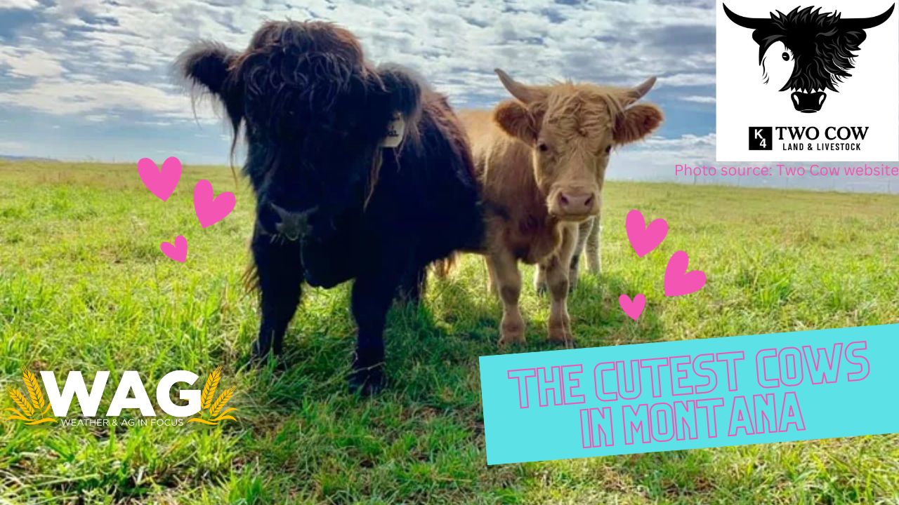 The Cutest Cows in Montana | WAG in Focus 10/27/23