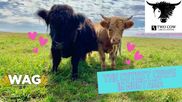 The Cutest Cows in Montana | WAG in F...