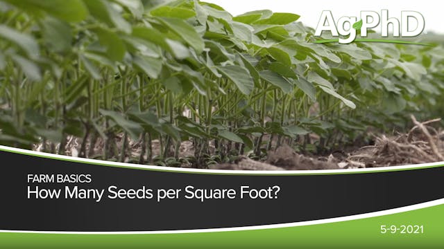 How Many Seeds Per Square Foot?