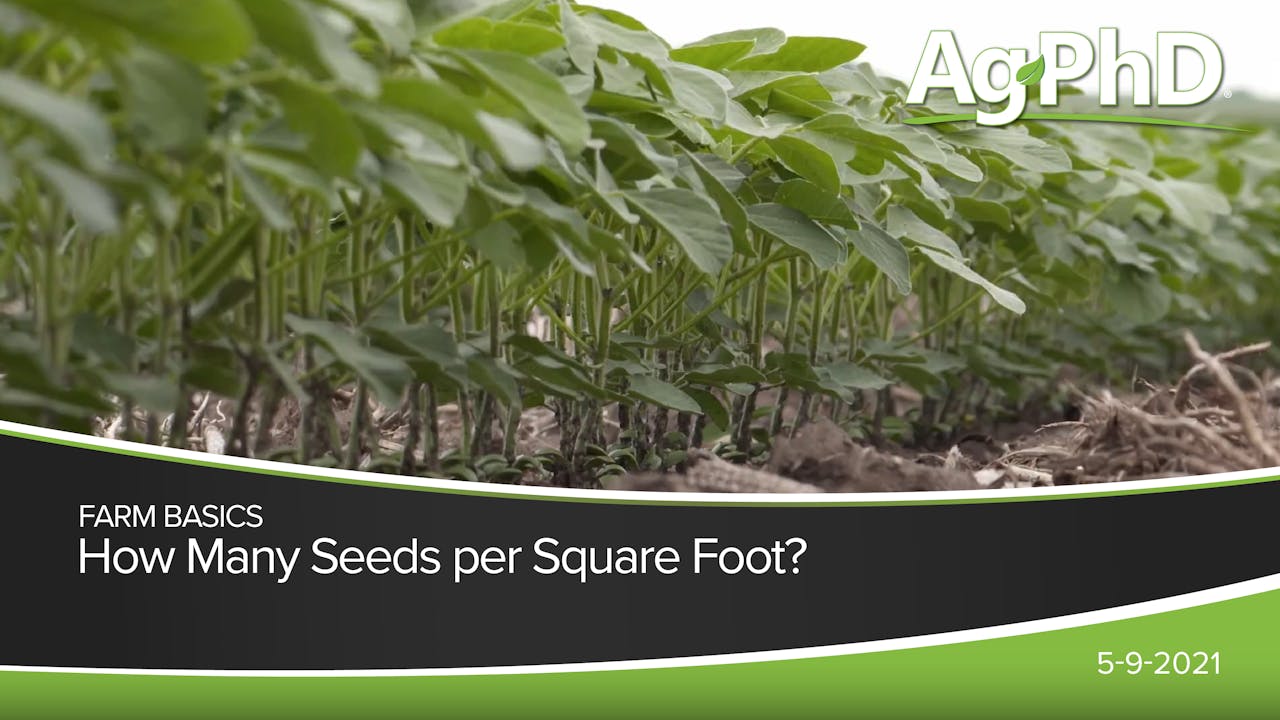 How Many Seeds Per Square Foot? 2021 AcresTV