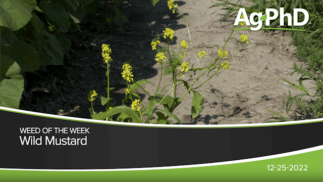 Wild Mustard | Ag PhD