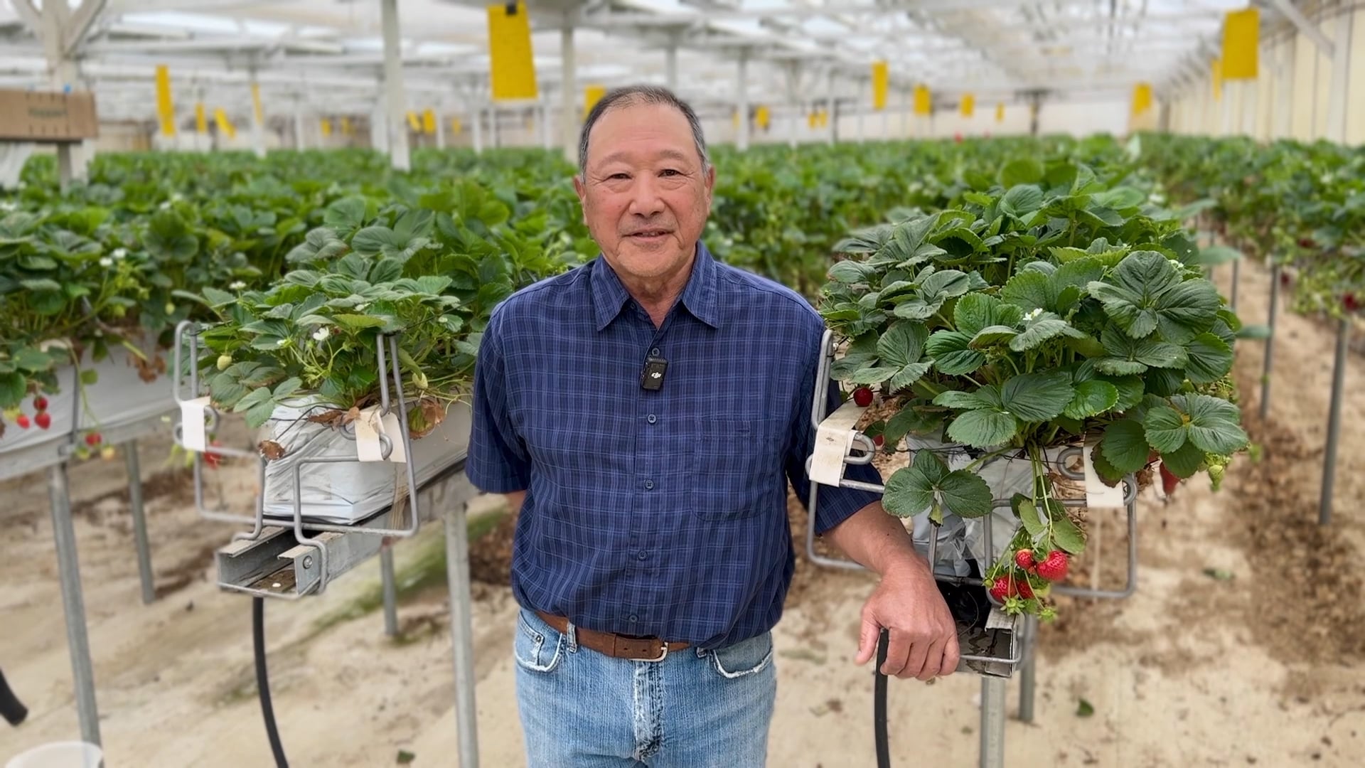 Hydroponic Strawberries You Need To See To Believe! | Redox