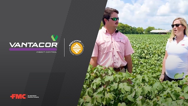 FMC Tech Talk: A New Way to Monitor Cotton Bollworm 