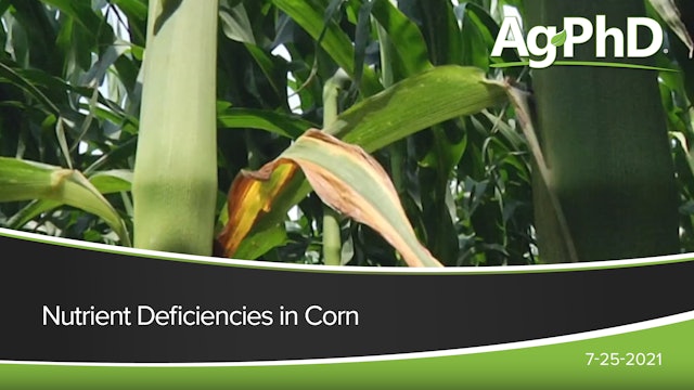 Nutrient Deficiencies in Corn | Ag PhD