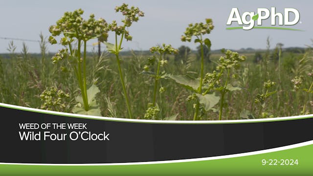 Wild Four O'Clock | Ag PhD