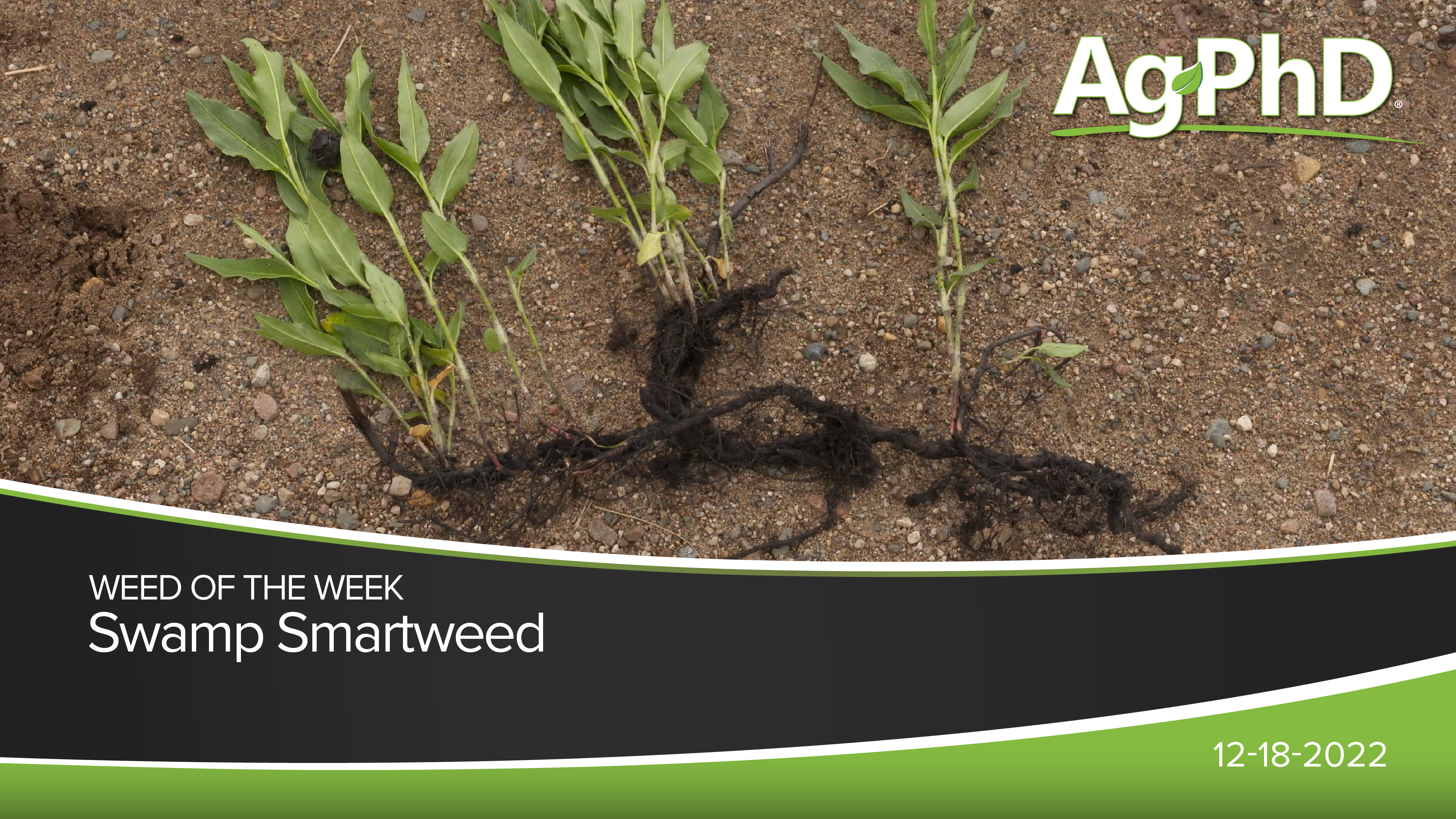 Swamp Smartweed | Ag PhD 