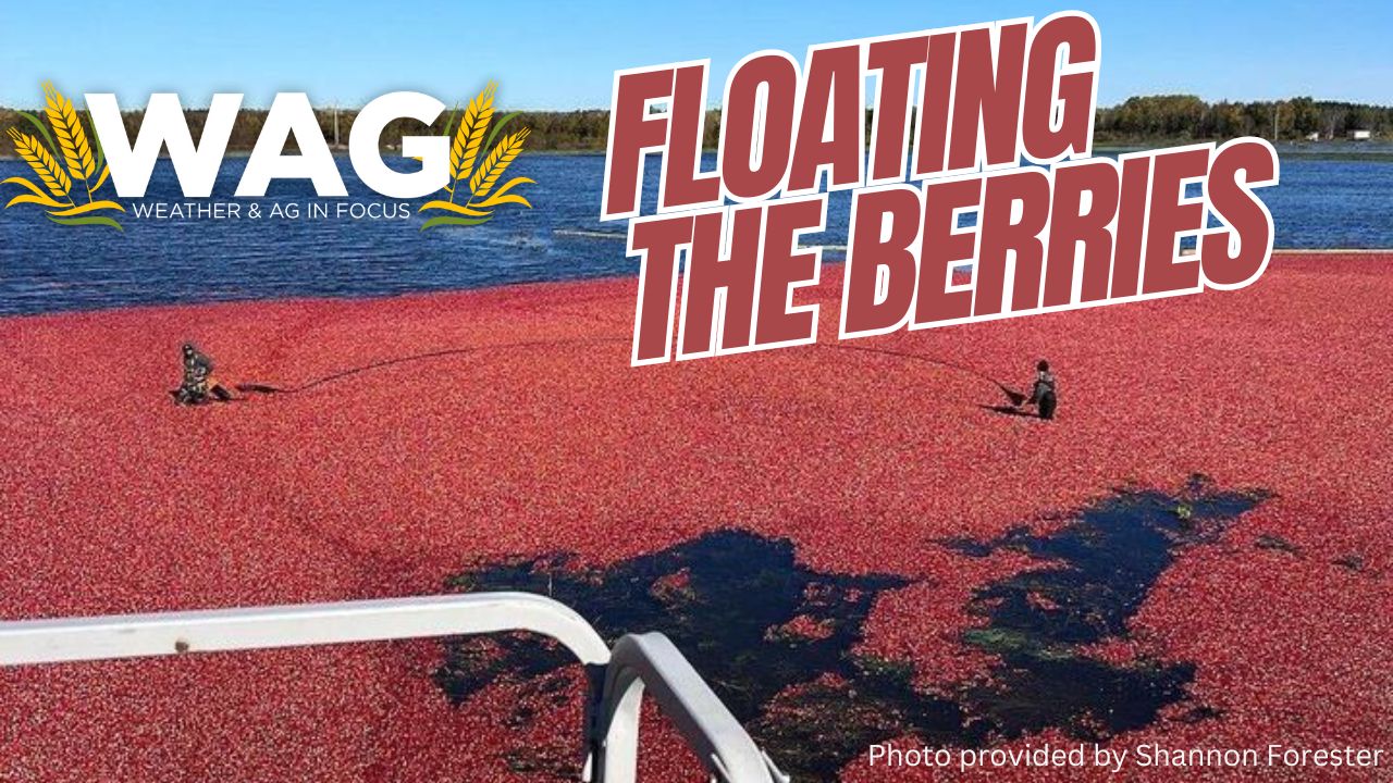 Floating The Berries | WAG in Focus 12/4/23