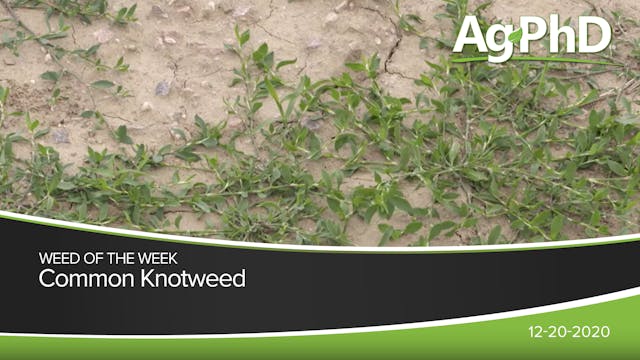 Common Knotweed | Ag PhD