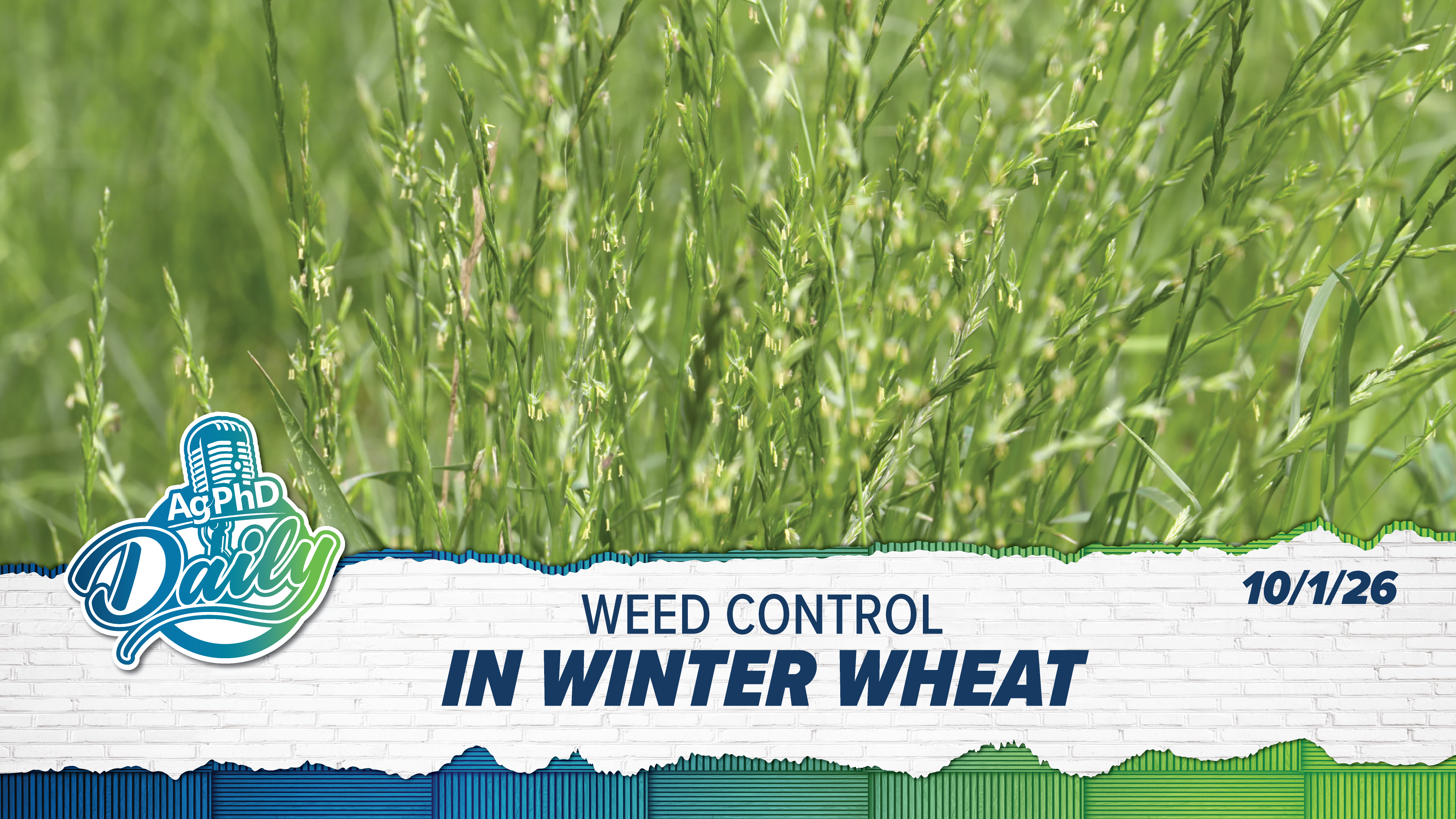 Weed Control in Winter Wheat | Ag PhD Daily | 10/1/26