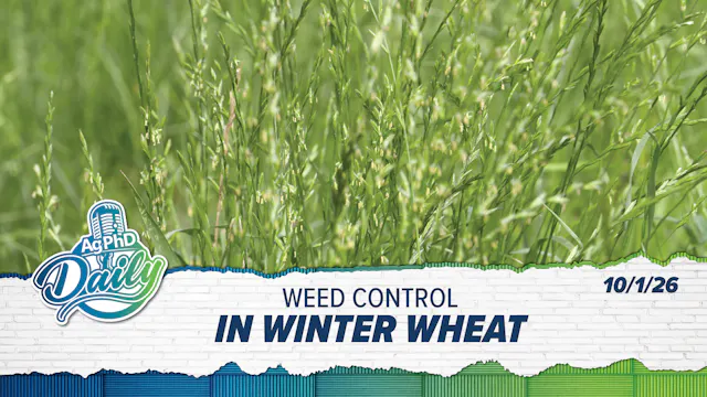 Weed Control in Winter Wheat | Ag PhD...