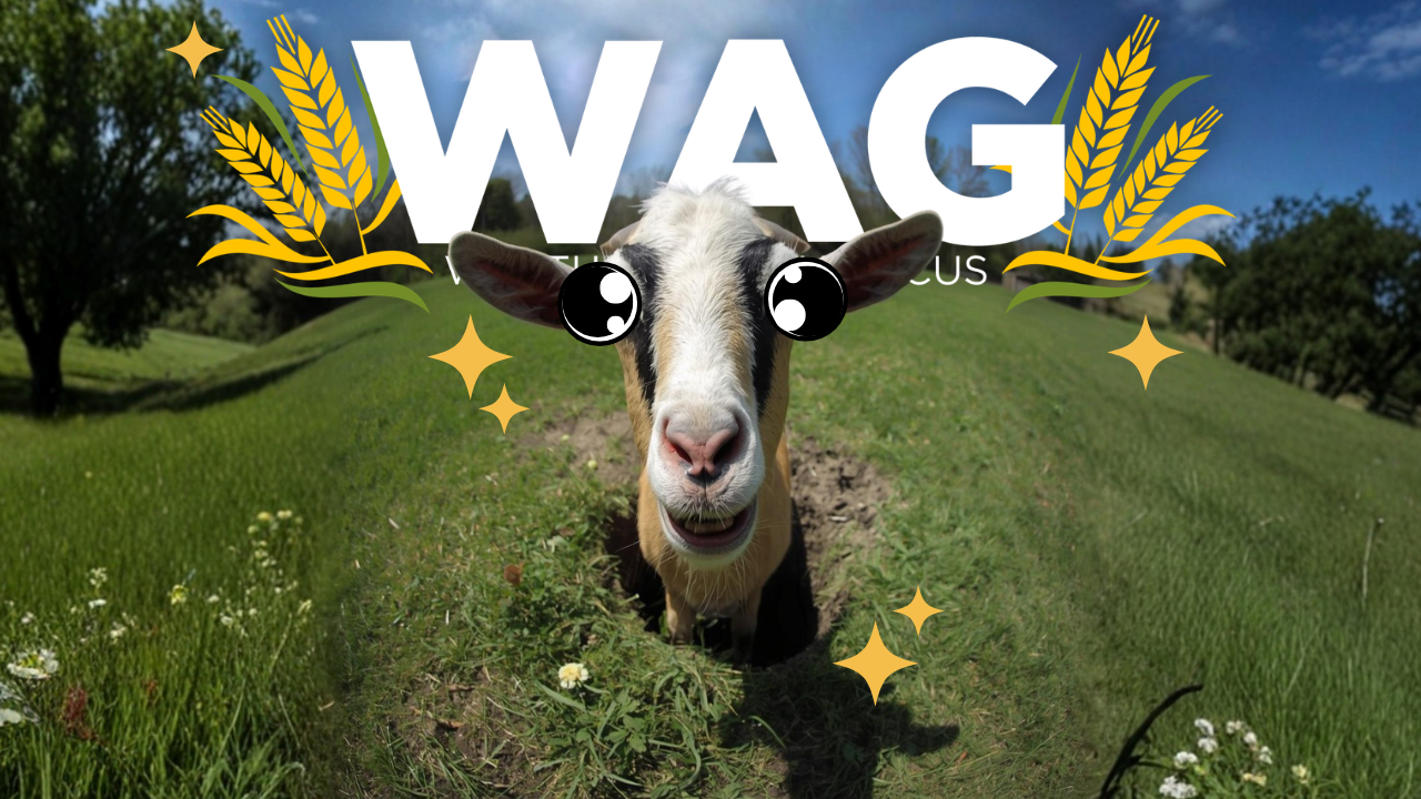 On the Auction Block | WAG in Focus 07-14-26