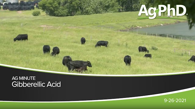 Gibberellic Acid | Ag PhD