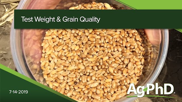 Test Weight and Grain Quality | Ag PhD