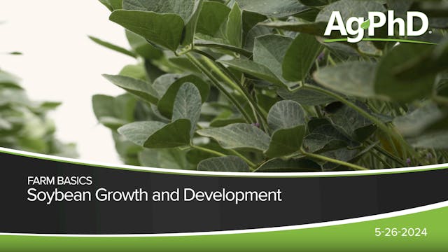 Soybean Growth and Development