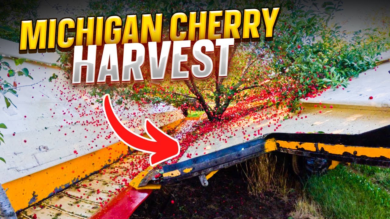 Want to SEE the LARGEST Cherry Harvest in Michigan? | Pomes and Stones