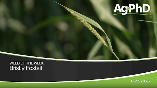 Bristly Foxtail | Ag PhD