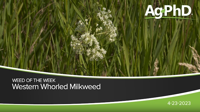  Western Whorled Milkweed | Ag PhD