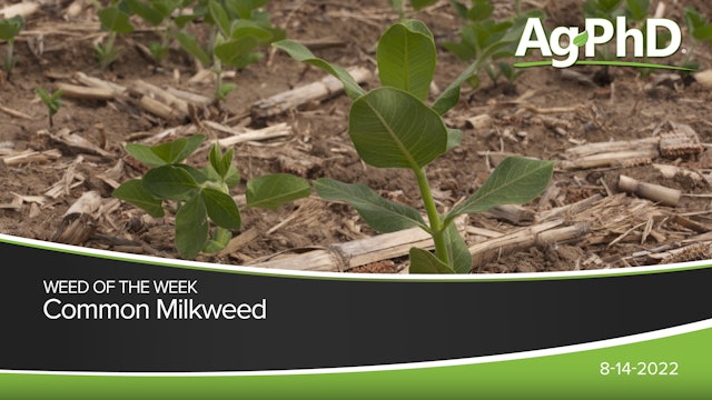 Common Milkweed | Ag PhD