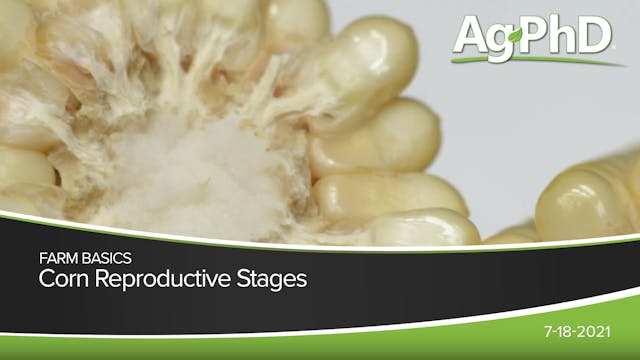 Corn Reproductive Stages