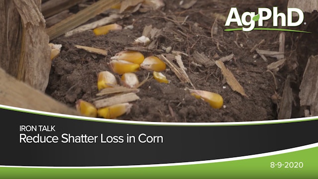 Reduce Shatter Loss In Corn | Ag PhD