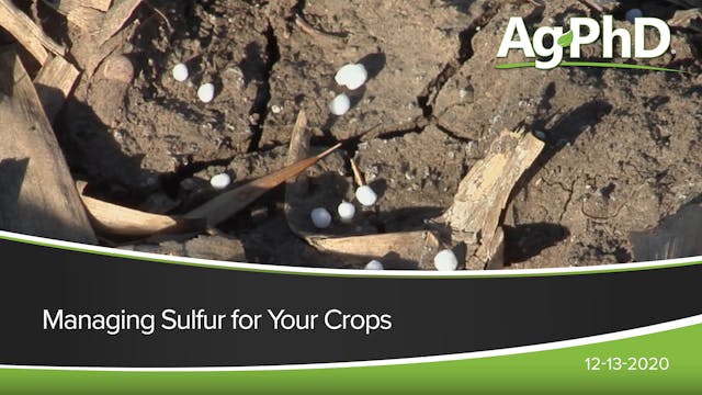Managing Sulfur For Your Crops | Ag PhD