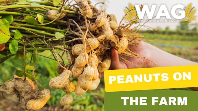 Peanuts on the Farm | WAG in Focus 12...