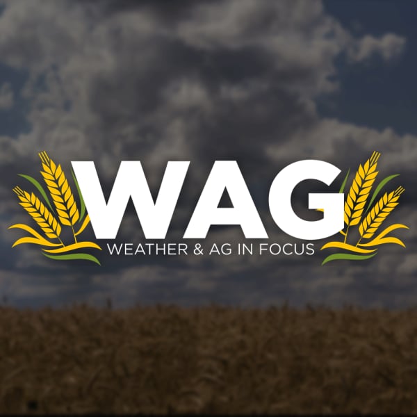 On the Auction Block | WAG in Focus 03-25-25