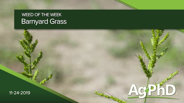 Barnyard Grass | Ag PhD