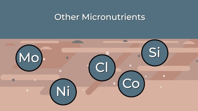 Other Micronutrients