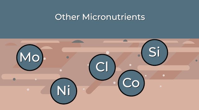 Other Micronutrients | AgroLiquid B2B