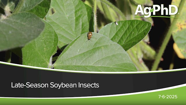 Late-Season Soybean Insects | Ag PhD