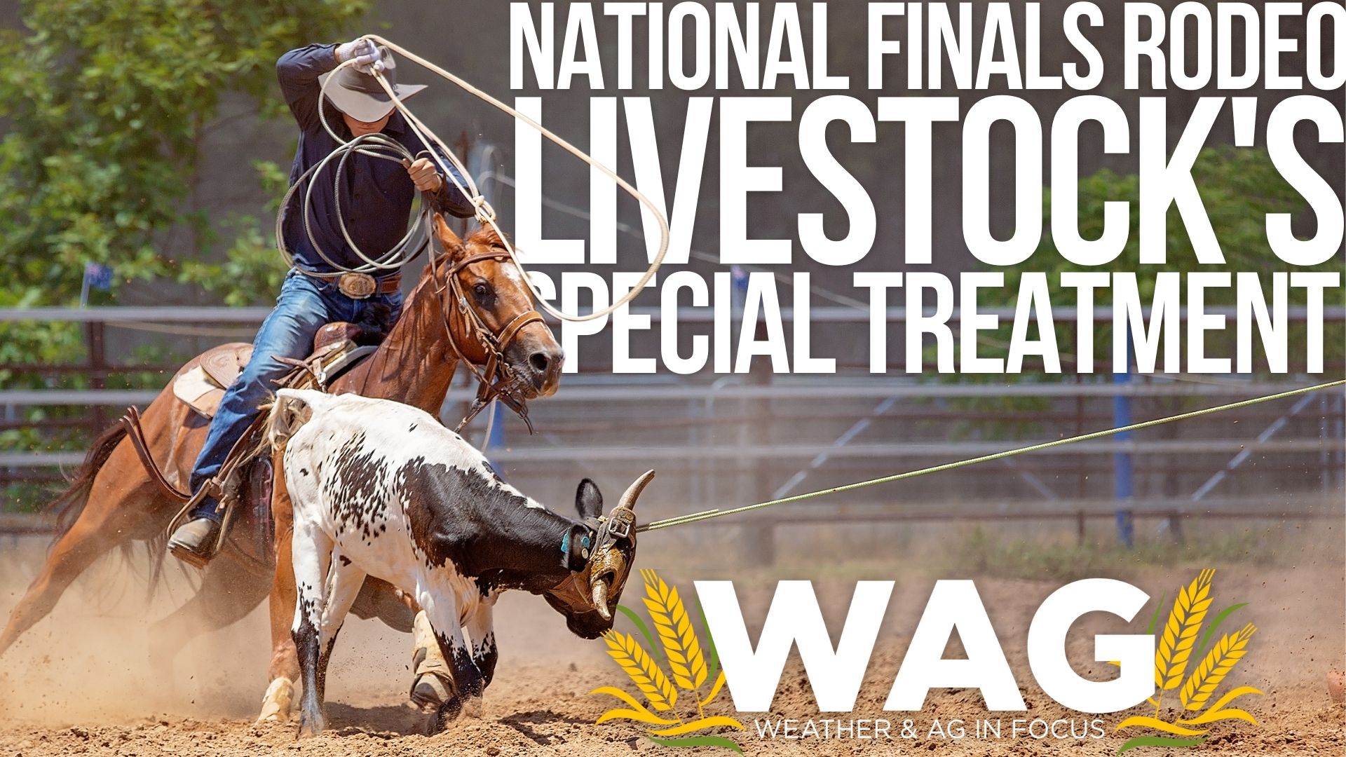 National Finals Rodeo livestock's special treatment.12-01-22 Wag In Focus