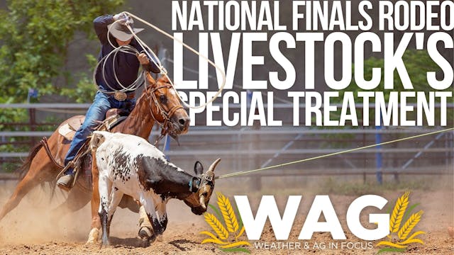 National Finals Rodeo livestock's spe...