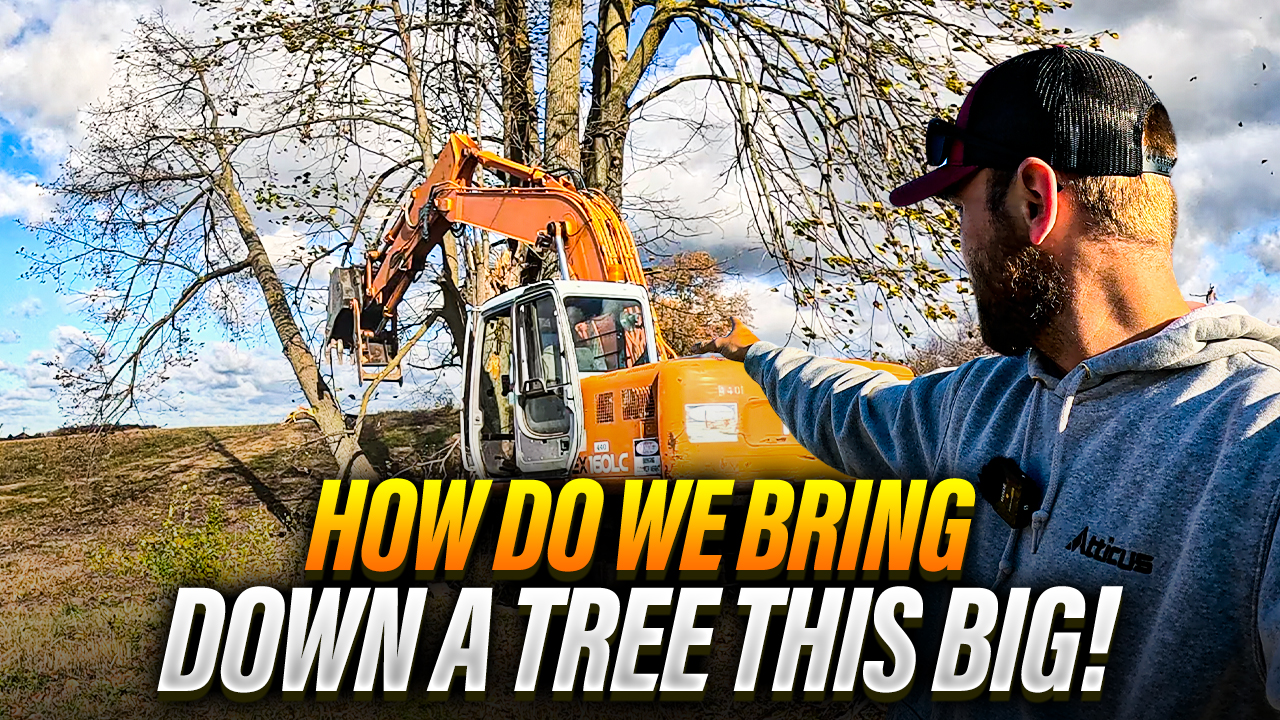 Massive Tree Removal...But Can We Get These Giants Down? | Pomes and Stones