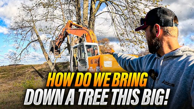 Massive Tree Removal...But Can We Get...