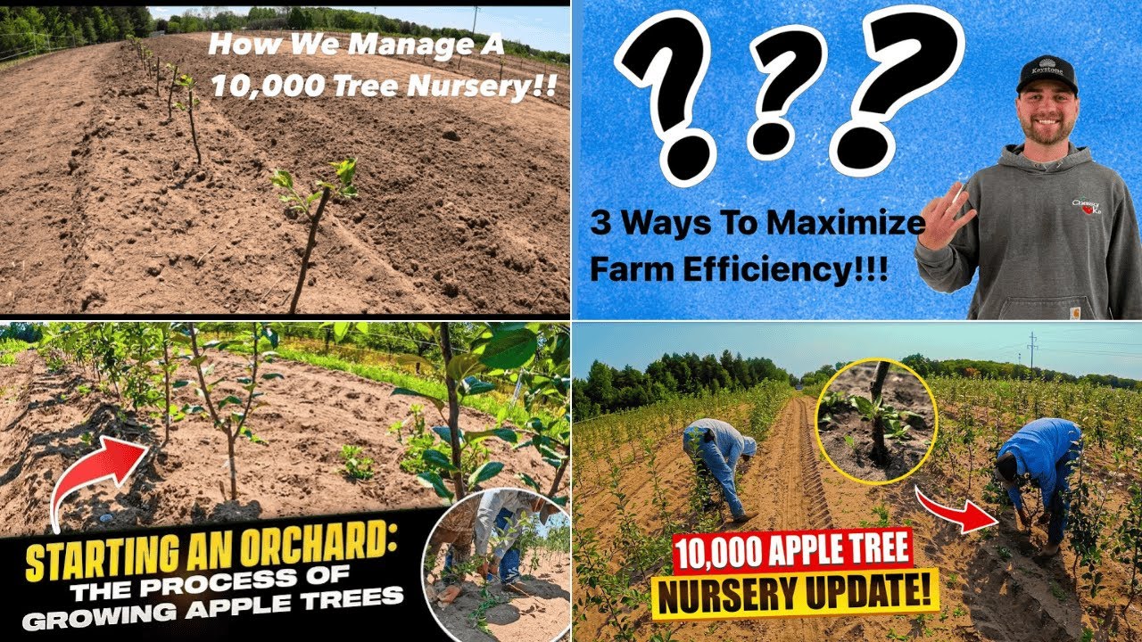 Root Stock To Apple Trees The 2024 Growing Season | Pomes and Stones