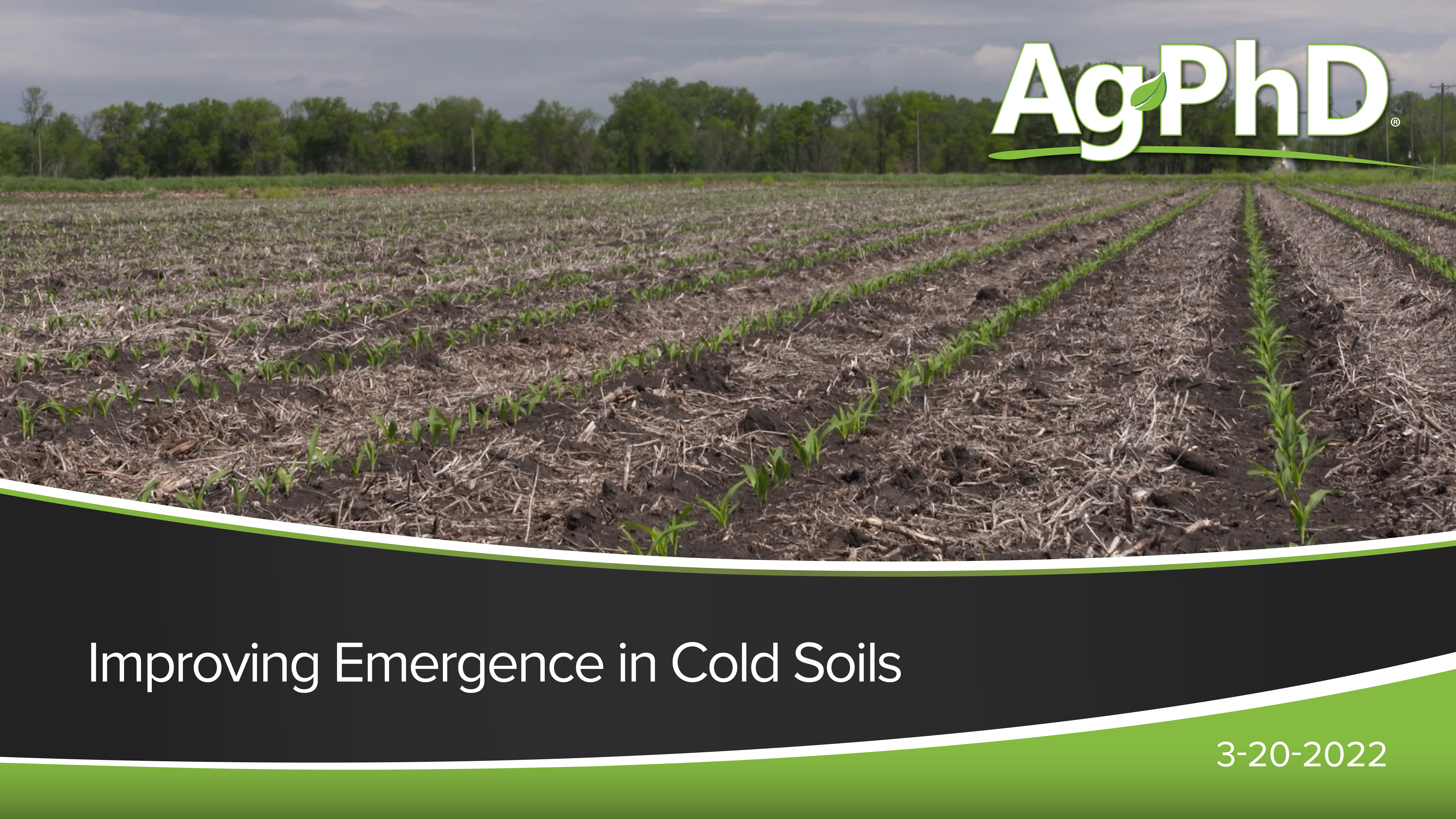Improving Emergence in Cold Soils | Ag PhD